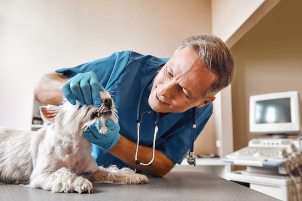 Best Weekend Emergency Dentist in South Miami, FL